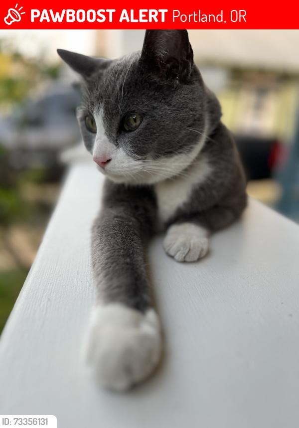 Lost Male Cat last seen Between Hawthorne and Belmont on 49th, Portland, OR 97215