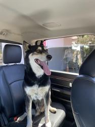 Reunited Female Dog last seen Cluff Ave, Lodi, Lodi, CA 95240