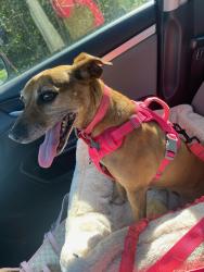 Reunited Female Dog last seen Near Seward Rd, Pfafftown, NC 27040, USA, Pfafftown, NC 27040