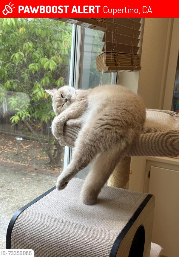 Lost Male Cat last seen Bridge park ct, Cupertino, CA 95014
