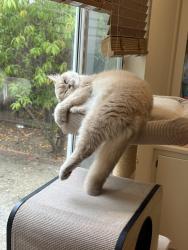 Lost Male Cat last seen Bridge park ct, Cupertino, CA 95014