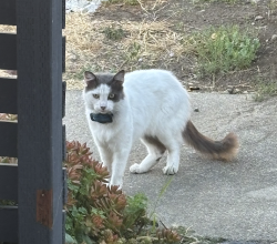 Reunited Unknown Cat last seen On Thermal Street between Cherokee and 98th Ave, Oakland, CA 94605