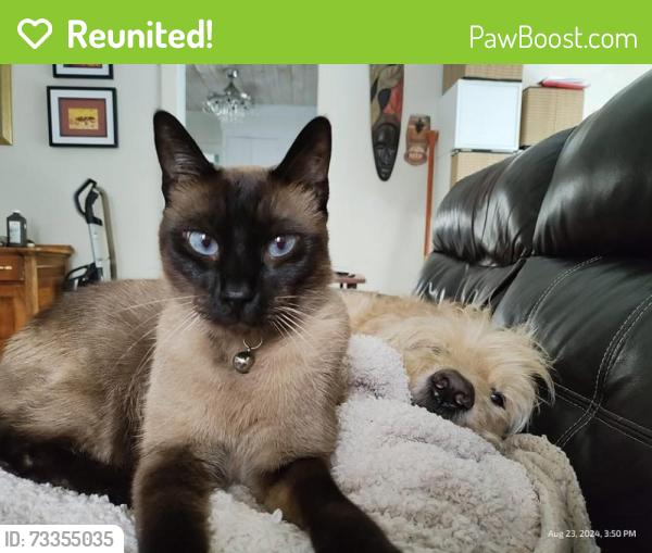Reunited Male Cat last seen Tarpon Avenue, Tarpon Springs, FL 34689