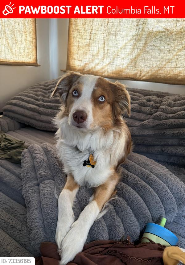 Lost Male Dog last seen hse of Mystery in Montana, Columbia Falls, MT 59912