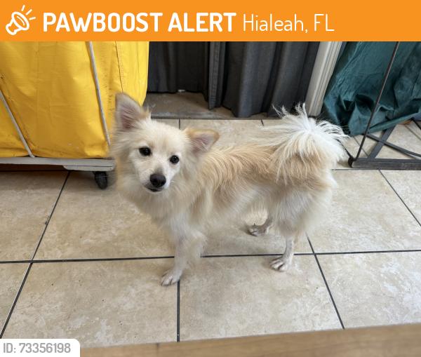 Found/Stray Female Dog last seen Near Avenue and 42 place, Hialeah, Fl 33011, Hialeah, FL 33010