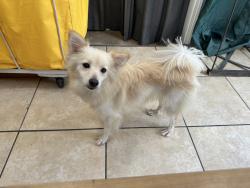 Found/Stray Female Dog last seen Near Avenue and 42 place, Hialeah, Fl 33011, Hialeah, FL 33010