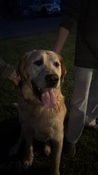 Reunited Male Dog last seen In Country View ests, Upper Frankford Township, PA 17241