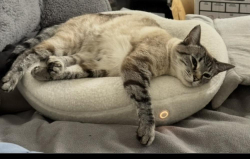 Reunited Female Cat last seen Armacost Ave and Ocean Park, Los Angeles, CA 90064