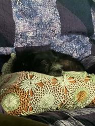 Reunited Female Dog last seen Patlan elementary, Seguin, TX 78155