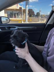 Found/Stray Male Dog last seen Young street Woodburn Oregon, Woodburn, OR 97071