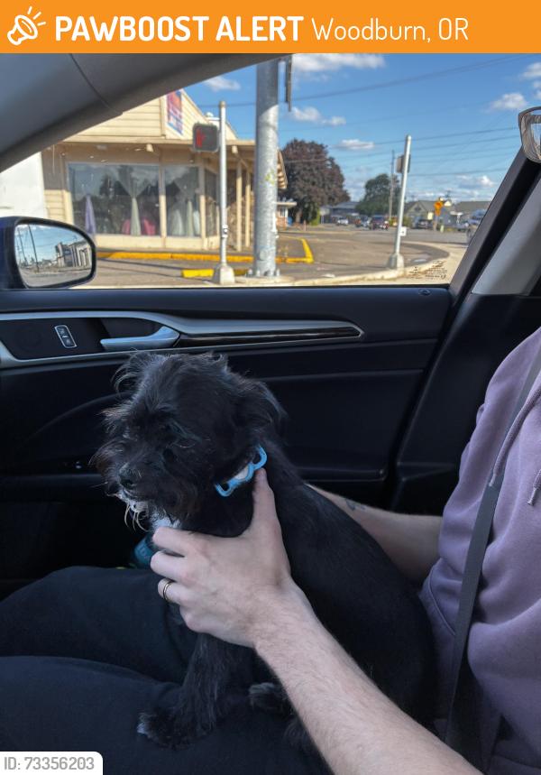 Found/Stray Male Dog last seen Young street Woodburn Oregon, Woodburn, OR 97071