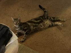 Found/Stray Female Cat last seen Between Sherman Way and Vanowrn, closest to Hart, Los Angeles, CA 91605