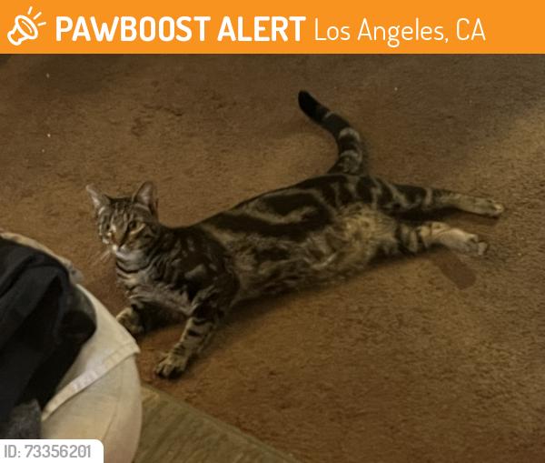 Found/Stray Female Cat last seen Between Sherman Way and Vanowrn, closest to Hart, Los Angeles, CA 91605