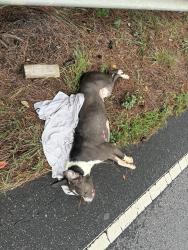 Found/Stray Unknown Dog last seen On liberty highway by Waterford ct, Anderson County, SC 29670
