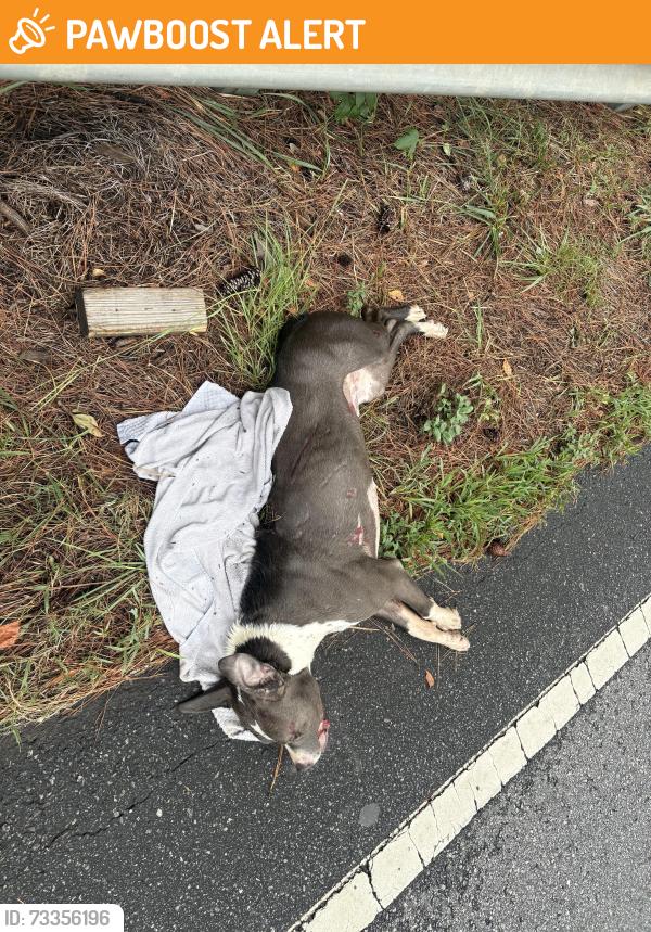 Found/Stray Unknown Dog last seen On liberty highway by Waterford ct, Anderson County, SC 29670