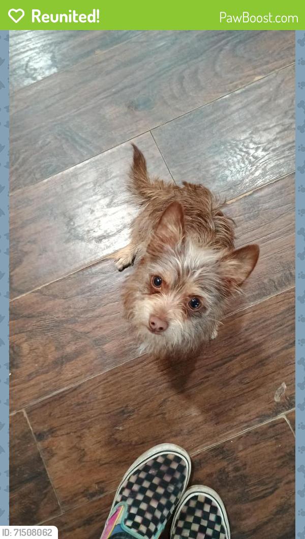 Reunited Male Dog last seen Pemberton Hill @ Stoneport, Dallas, TX 75217