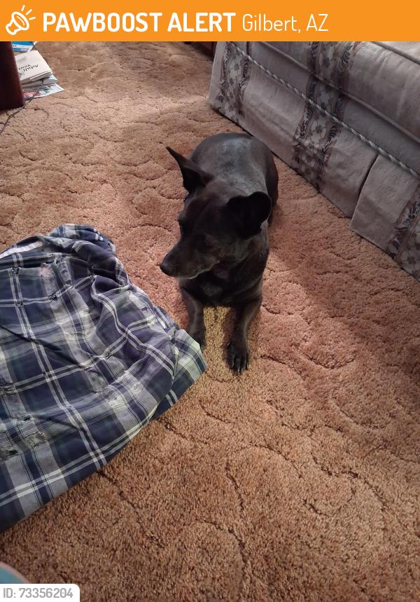 Found/Stray Female Dog last seen 132nd street & Knox Road, Gilbert, AZ 85233