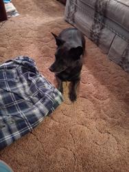 Found/Stray Female Dog last seen 132nd street & Knox Road, Gilbert, AZ 85233