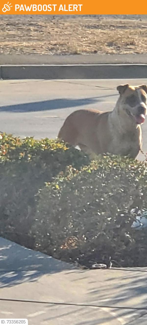 Found/Stray Unknown Dog last seen Mills, West Sacramento, CA 95691