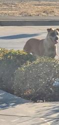 Found/Stray Unknown Dog last seen Mills, West Sacramento, CA 95691