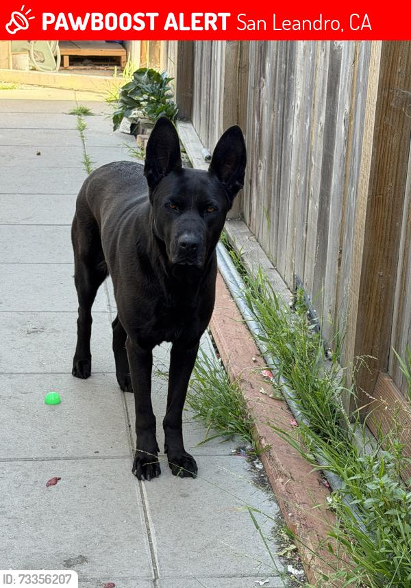 Lost Female Dog last seen Manor Washington, San Leandro, CA 94578