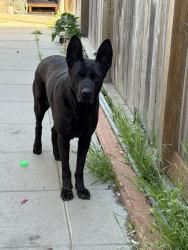 Lost Female Dog last seen Manor Washington, San Leandro, CA 94578