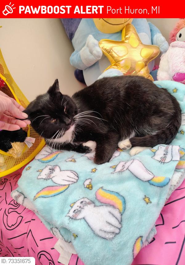 Lost Male Cat last seen Village Manor/CMH/Electric/military, Port Huron, MI 48060