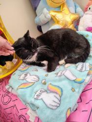 Lost Male Cat last seen Village Manor/CMH/Electric/military, Port Huron, MI 48060