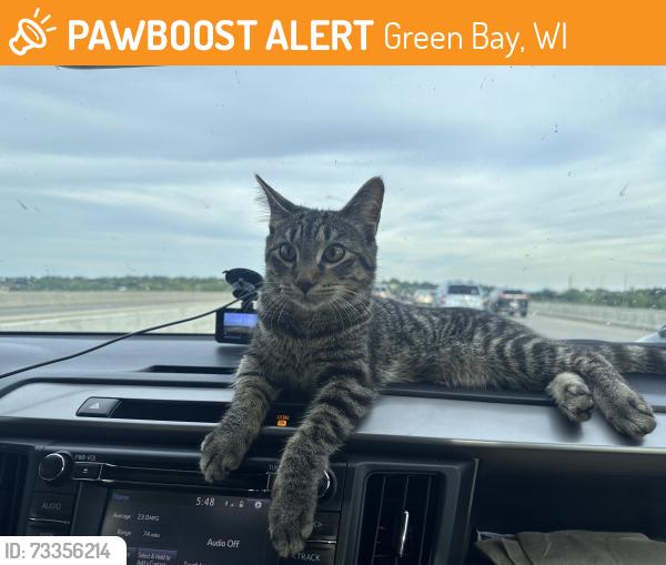 Found/Stray Unknown Cat last seen Wood and Oakwood, Green Bay, WI 54304