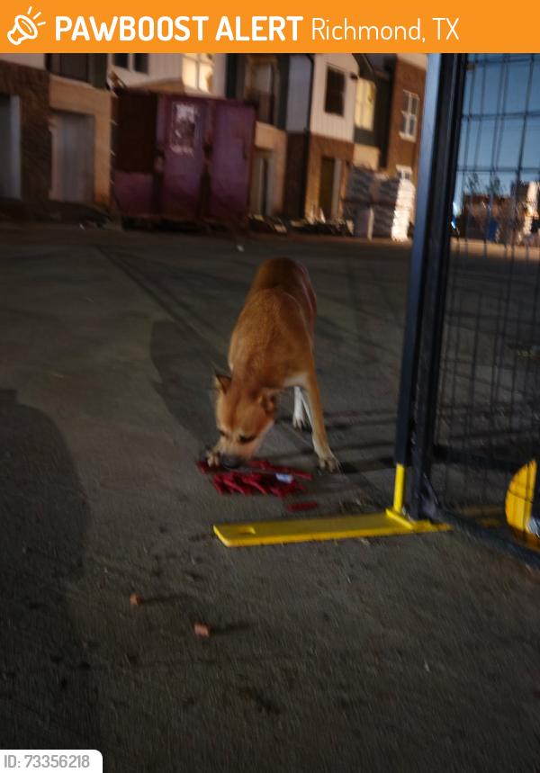 Found/Stray Unknown Dog last seen Academy store, Richmond, TX 77406