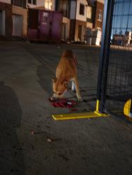Found/Stray Unknown Dog last seen Academy store, Richmond, TX 77406
