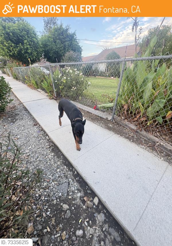 Found/Stray Male Dog last seen Juniper / San Bernardino, Fontana, CA 92335