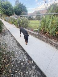 Found/Stray Male Dog last seen Juniper / San Bernardino, Fontana, CA 92335