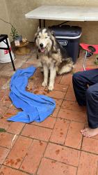Found/Stray Unknown Dog last seen Ross Lake, Deluz, CA 92028
