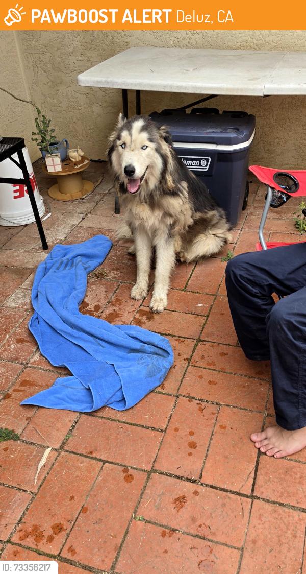 Found/Stray Unknown Dog last seen Ross Lake, Deluz, CA 92028