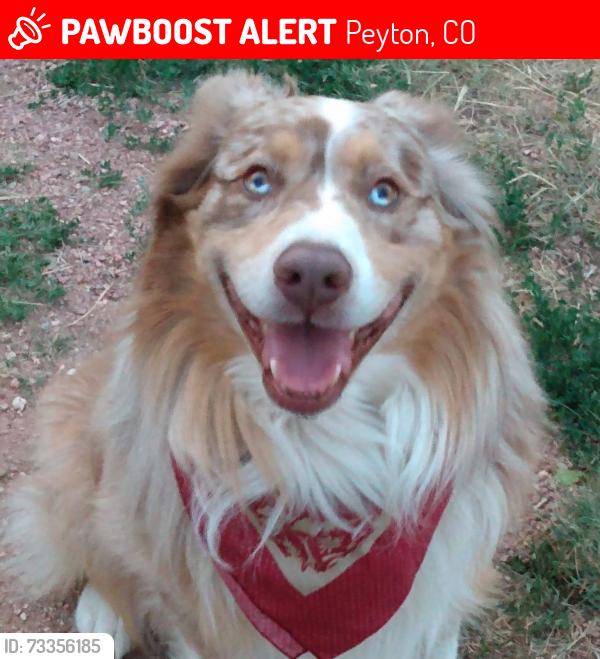 Lost Male Dog last seen Countdown Dr and s. Bradshaw rd, Peyton, CO 80831
