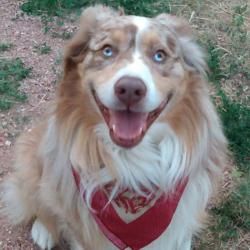 Lost Male Dog last seen Countdown Dr and s. Bradshaw rd, Peyton, CO 80831