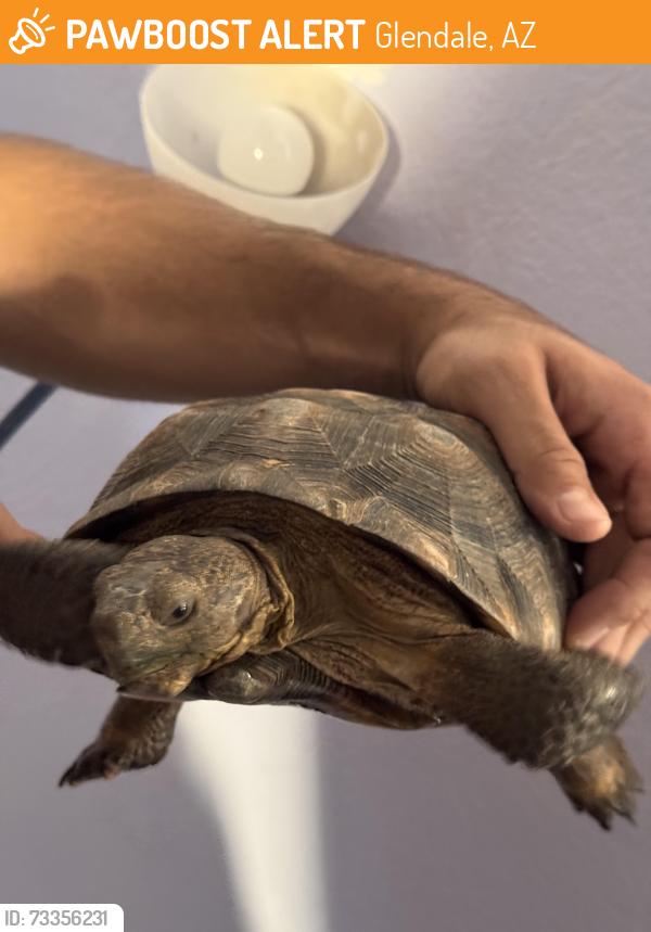 Found/Stray Unknown Reptile last seen 63rd and Peoria, Glendale, AZ 85304