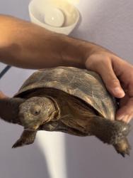 Found/Stray Unknown Reptile last seen 63rd and Peoria, Glendale, AZ 85304