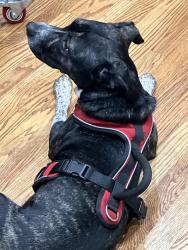 Lost Female Dog last seen Brentwood community park, Raleigh, NC 27604