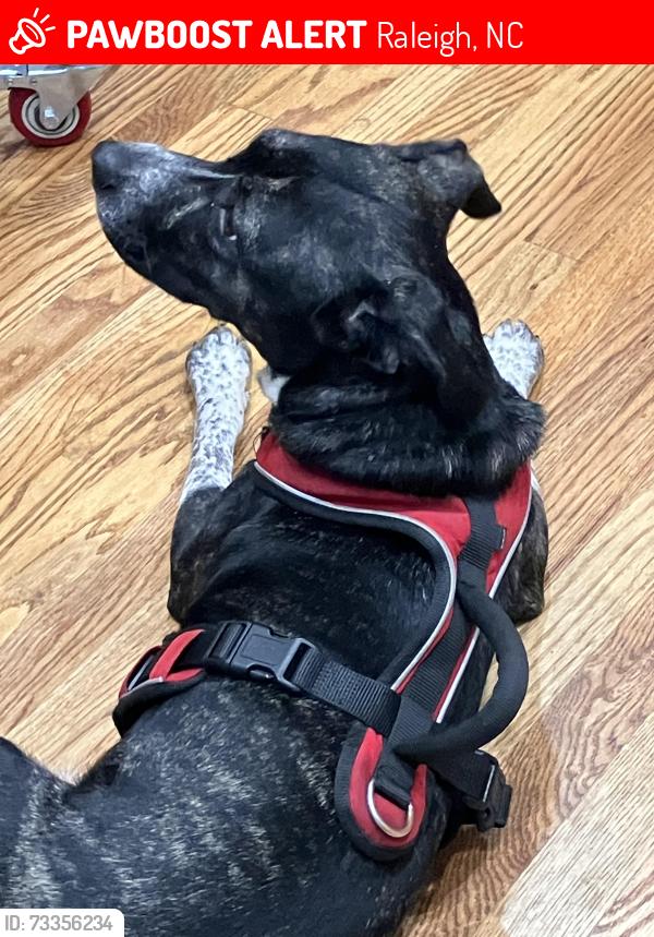 Lost Female Dog last seen Brentwood community park, Raleigh, NC 27604