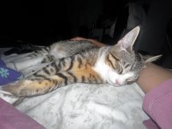 Reunited Male Cat last seen west montana avenue, Glendale Heights, IL 60139