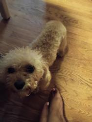 Found/Stray Unknown Dog last seen 7mile, Detroit, MI 48203