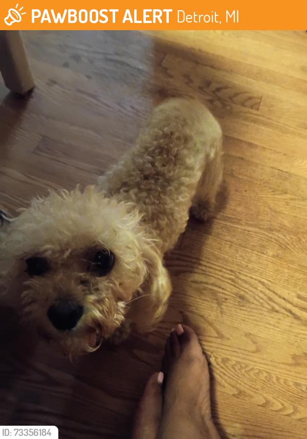 Found/Stray Unknown Dog last seen 7mile, Detroit, MI 48203