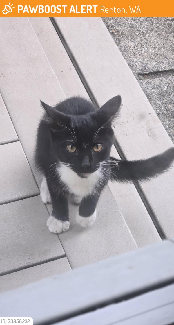 Found/Stray Male Cat last seen Near 114th ct se Renton WA 98055, Renton, WA 98055