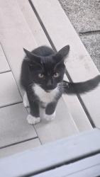 Found/Stray Male Cat last seen Near 114th ct se Renton WA 98055, Renton, WA 98055