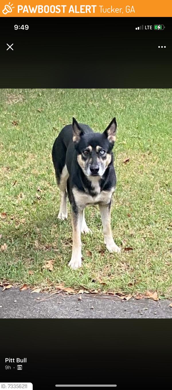Found/Stray Unknown Dog last seen Fontana Court Chamblee Tucker Tiad, Tucker, GA 30084