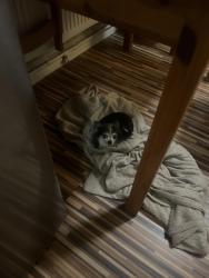 Lost Female Dog last seen Oxclose police station, Nottingham, England NG5 6EG