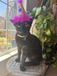Reunited Female Cat last seen Raymond Way, Lake Forest, CA 92630