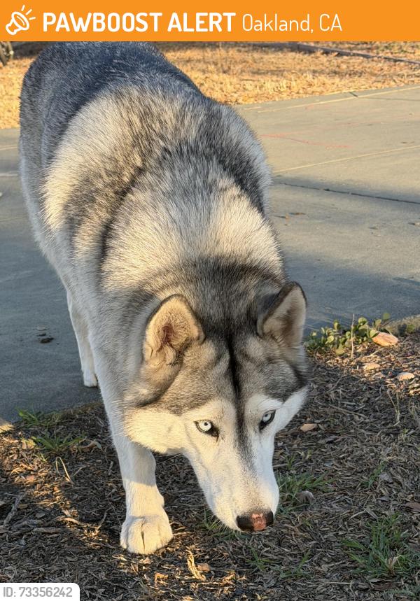 Found/Stray Unknown Dog last seen Lakeshore, Oakland, CA 94612